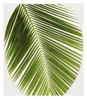 Сиденье для унитаза пластик Росспласт Пальмовая ветвь РП-813 212464